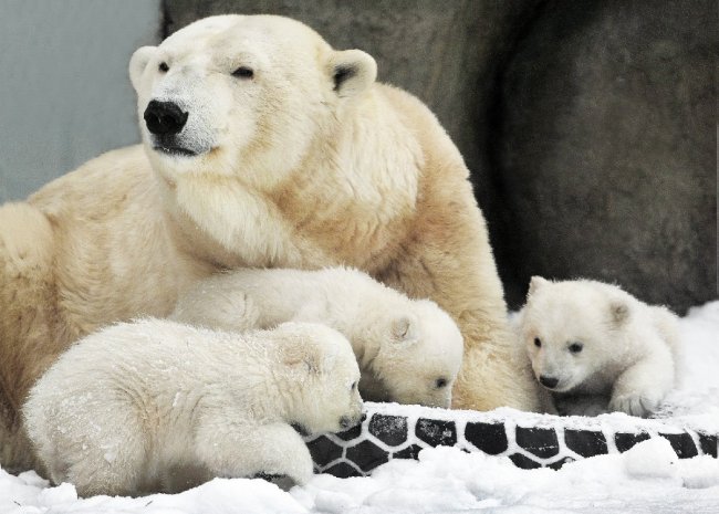 День полярного медведя в зоопарке 2020 - «С детьми»