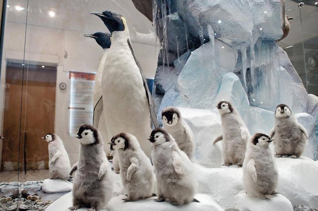 День пингвина в Дарвиновском музее 2020 - «С детьми»