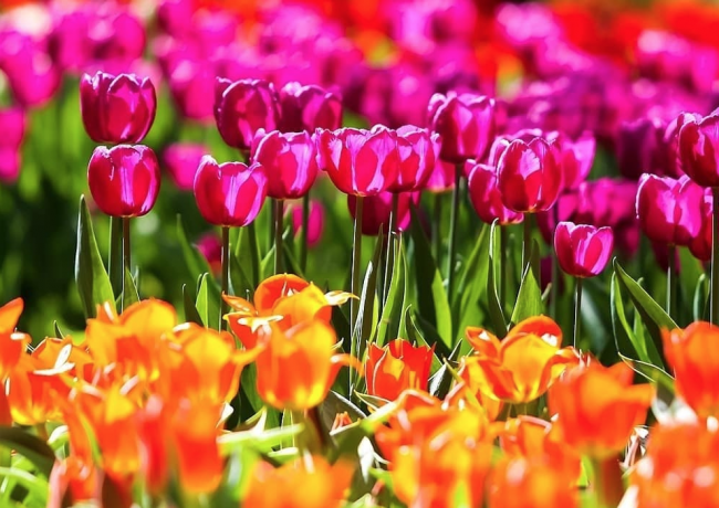 Весенний фестиваль цветов в «Аптекарском огороде» 2021 - «Фестиваль»