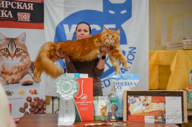 Международная выставка кошек «У Лукоморья» в ТРЦ «Гагаринский» 2021 - «Выставки»