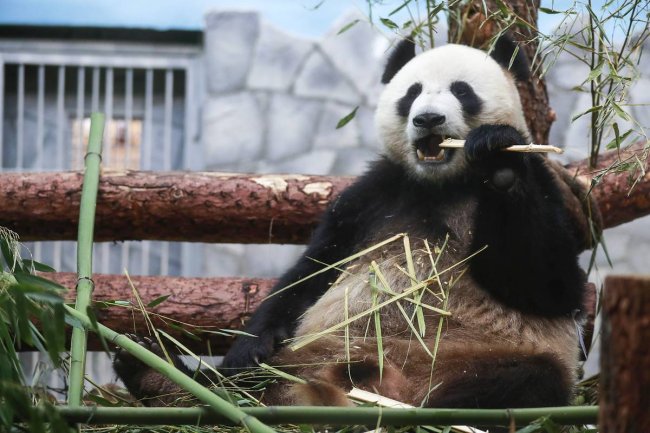 День панды в Московском зоопарке 2022 - «Праздники»