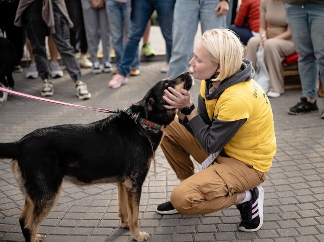 Фестиваль «Собаки, которые любят» 2022 - «Фестиваль»