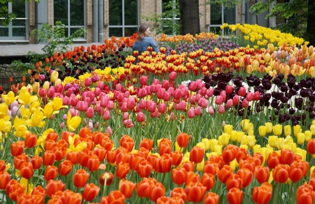 Весенний фестиваль цветов в «Аптекарском огороде» 2022 - «Фестиваль»
