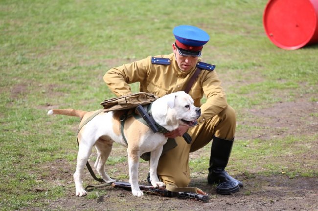 Военно-исторический фестиваль «Фронтовая собака» 2022 - «С детьми»