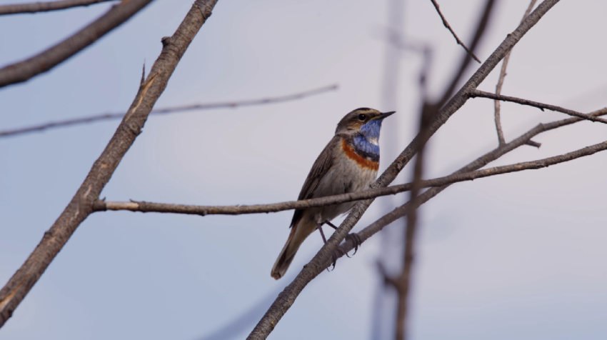 Фестиваль документального кино «Разумный кинематограф» 2025 - «Фестиваль»