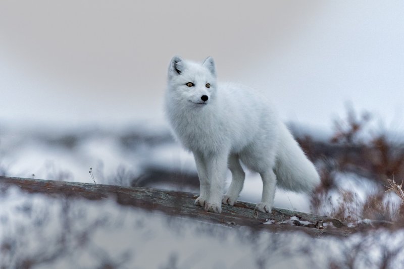 Выставка «Тундра. Жизнь на холодных просторах» - «Выставки»