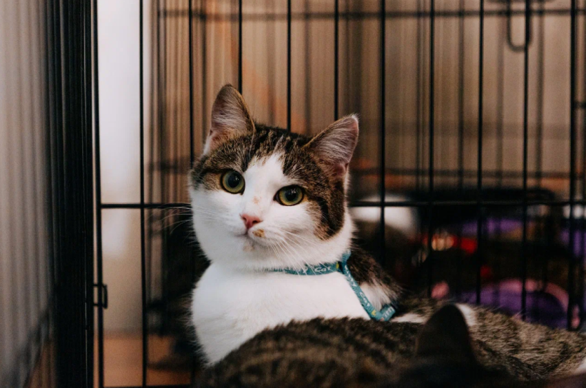 Фестиваль-пристройство «Котики, которые любят» 2026 - «Фестиваль»