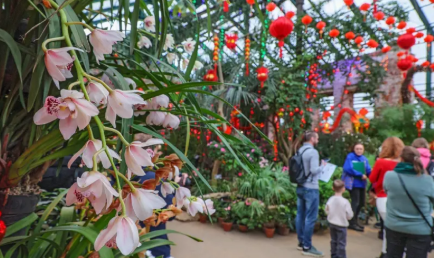 Китайский Новый год в «Аптекарском огороде» 2026 - «Выставки»