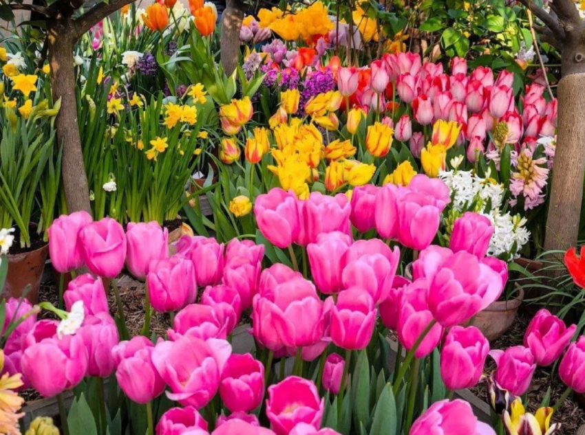 Выставка «Репетиция весны» 2026 - «Выставки»