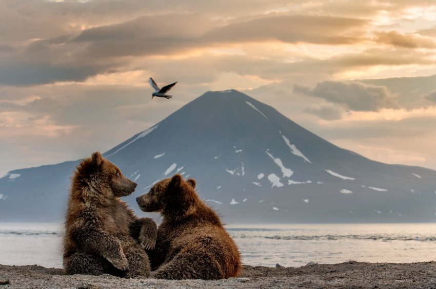 Фестиваль природы «Первозданная Россия» 2026 - «Выставки»