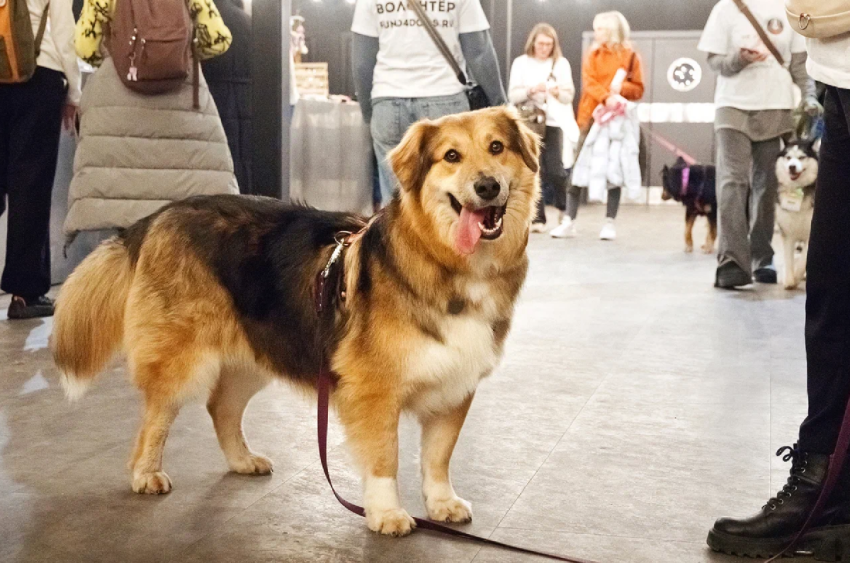 Фестиваль-пристройство «Собаки, которые любят... и котики!» 2026 - «Фестиваль»