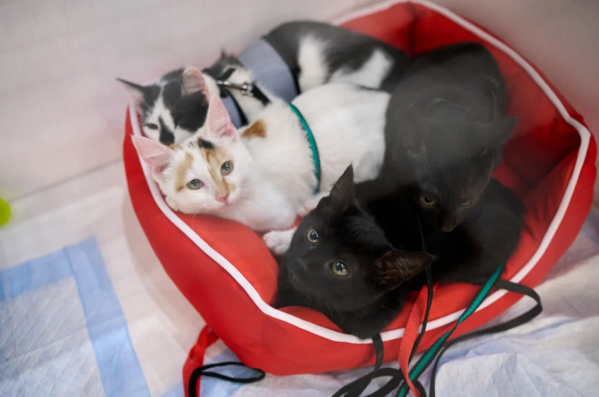 Выставка-пристройство кошек и собак из приюта «Юна-Фест» 2026 - «Фестиваль»