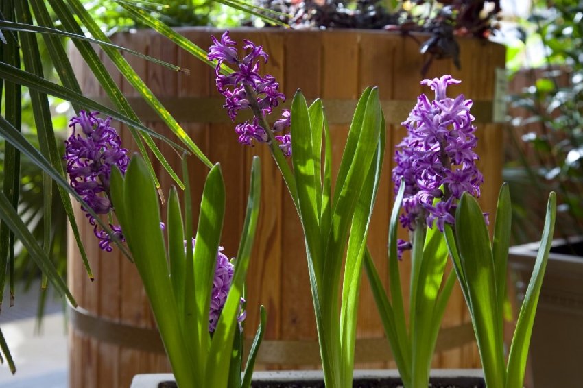 Выставка «Весна в Царицынских оранжереях» 2026 - «Выставки»