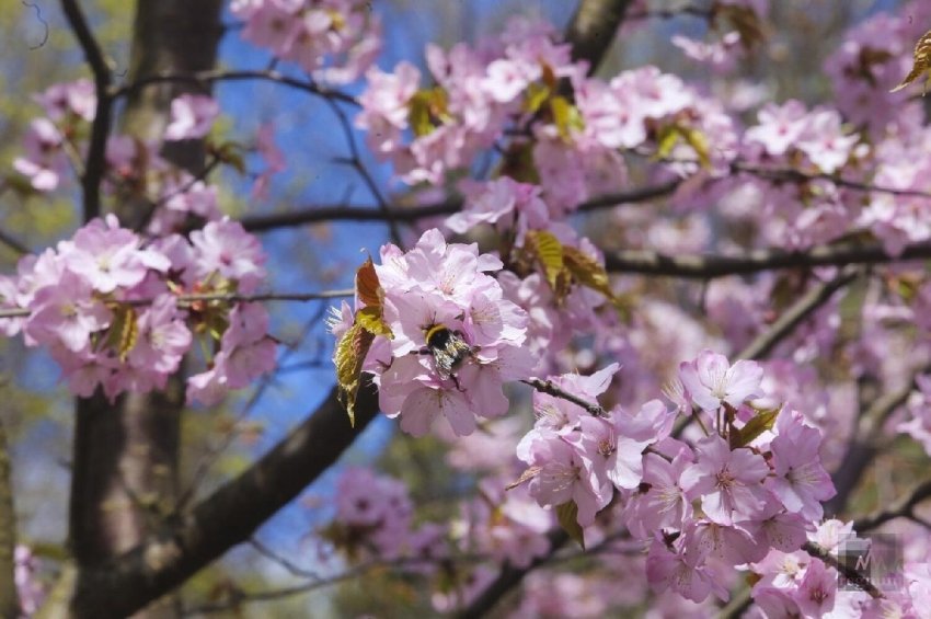 Фестиваль «Цветущая сакура» 2026 - «Шоу»