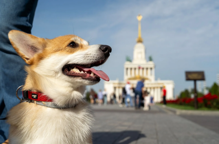 Фестиваль «Моспитомец» 2026 - «С детьми»